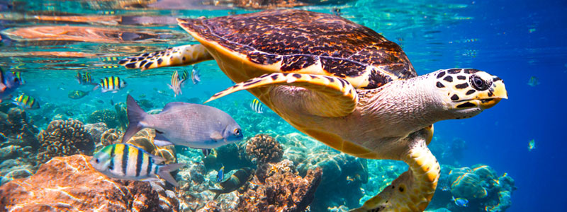 ocean image