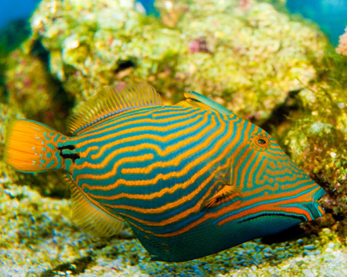 ocean image