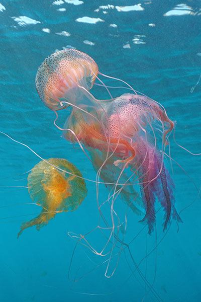ocean image