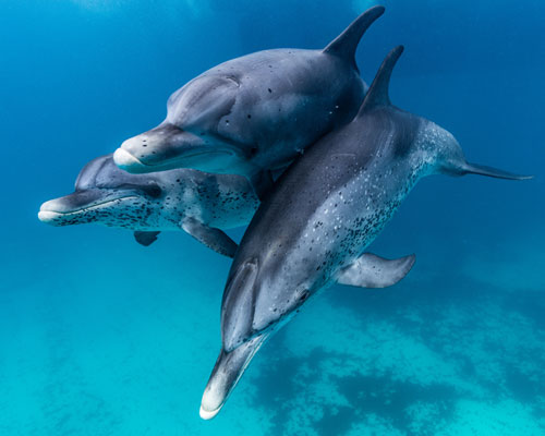 ocean image