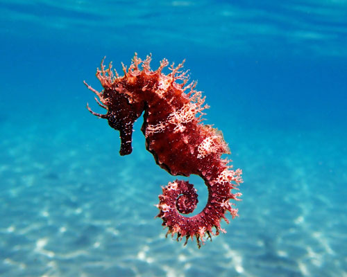 ocean image