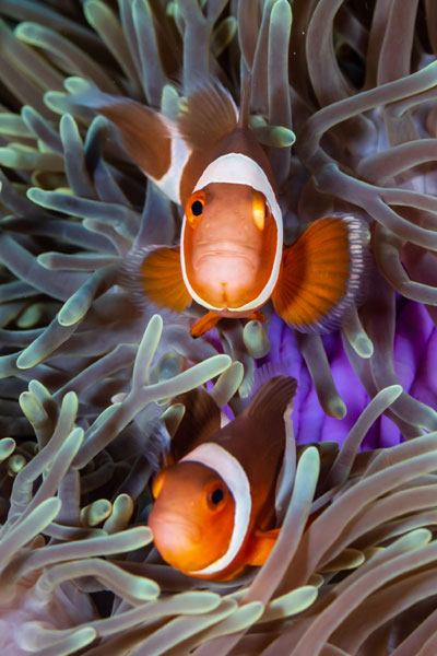 ocean image