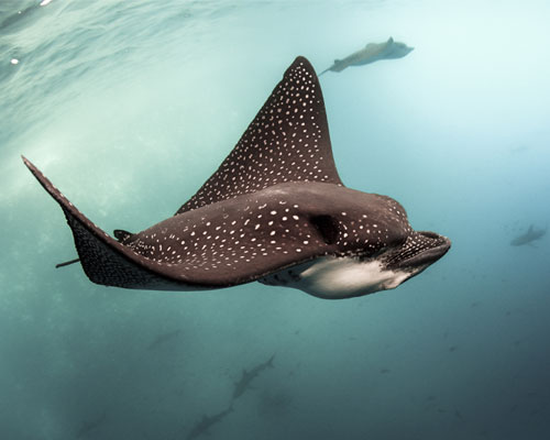 ocean image