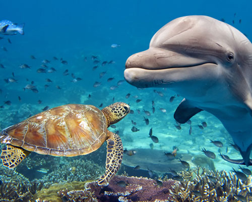 ocean image