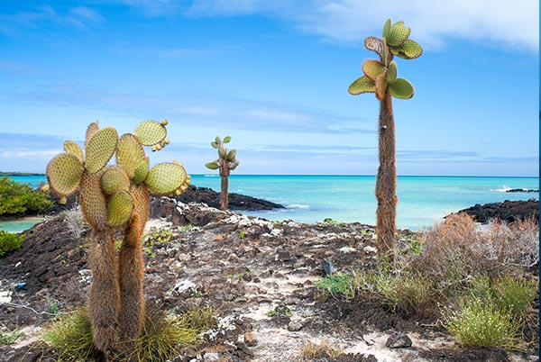 Galapagos