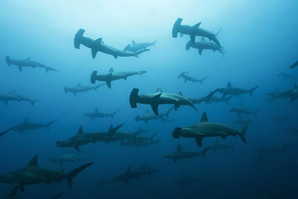 Sharks