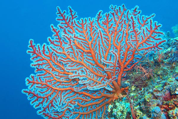 Coral